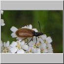 Lagria hirta - Gemeiner Wollkaefer 03.jpg